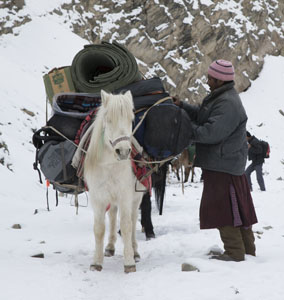 horses